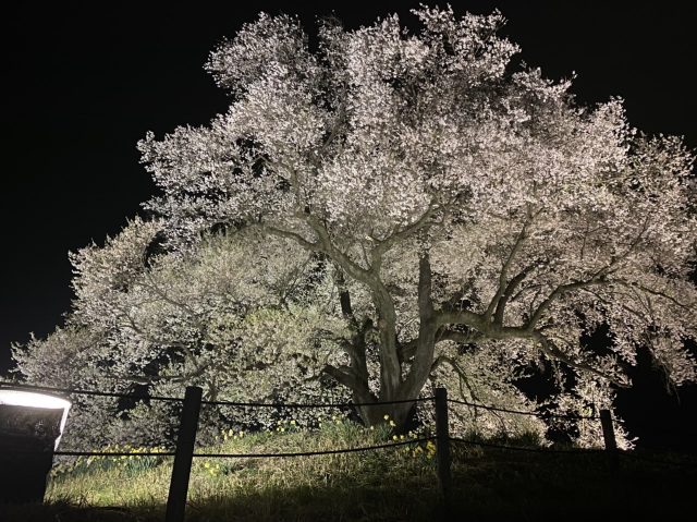 わに塚の桜